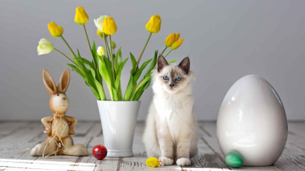 Easter Baskets for Pets