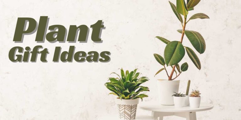 Plant Gift Ideas